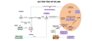 Cơ chế bệnh sinh cua nám da